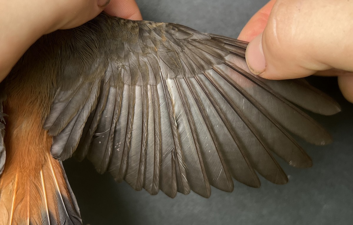 Micronesian Rufous Fantail (Marianas) - ML644687896