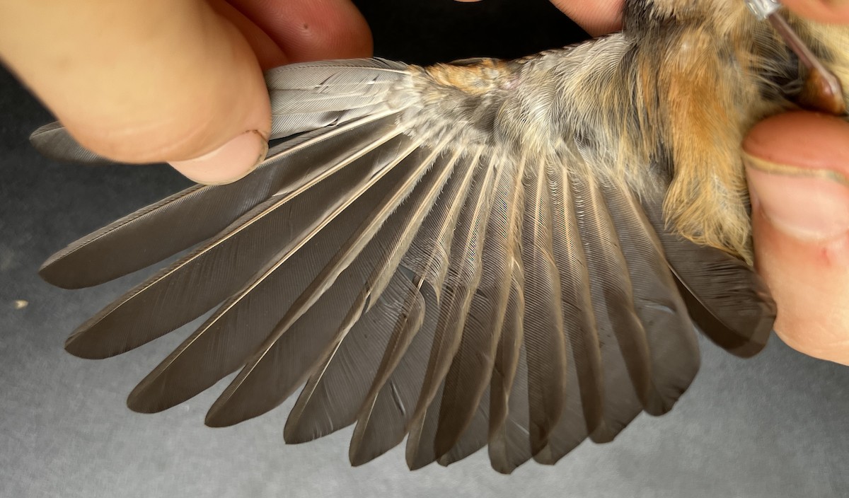 Micronesian Rufous Fantail (Marianas) - ML644687897