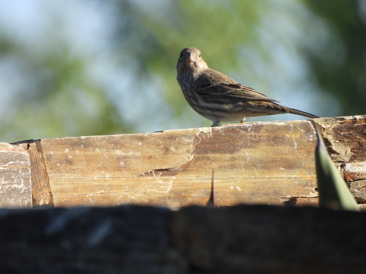 House Finch - ML644687898