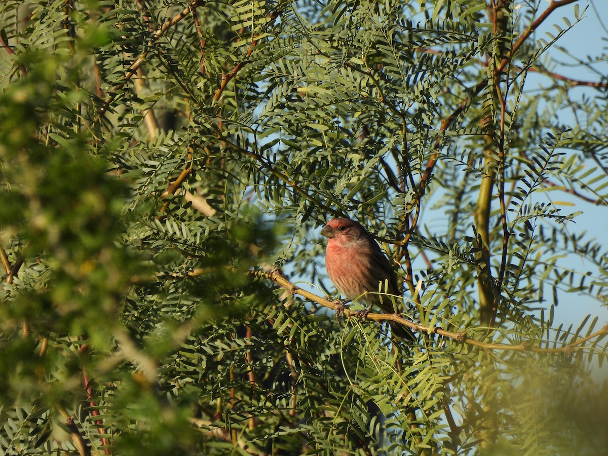 House Finch - ML644687912