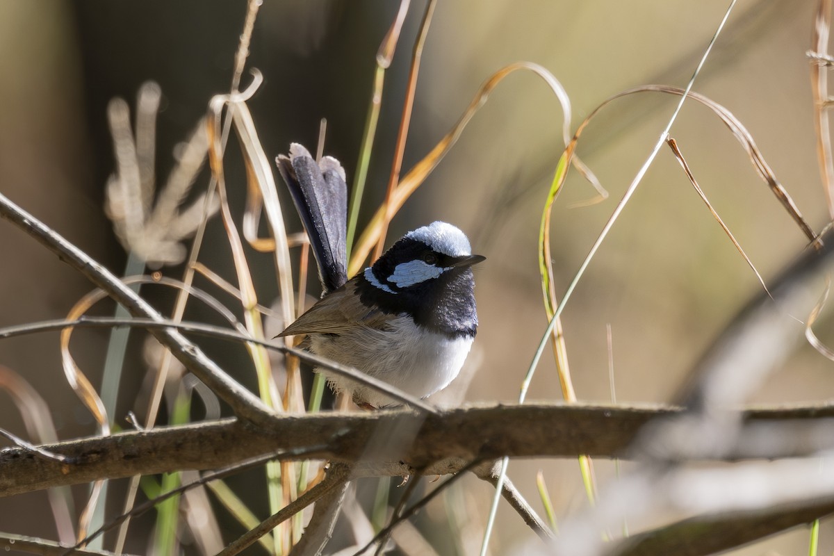 modropláštník nádherný - ML644687914