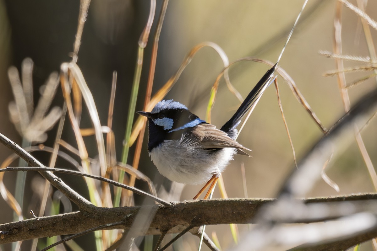modropláštník nádherný - ML644687915
