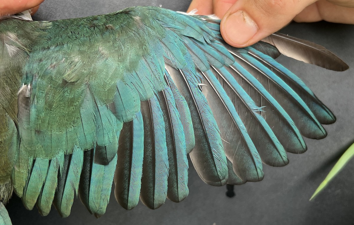 Mariana Kingfisher - ML644687918