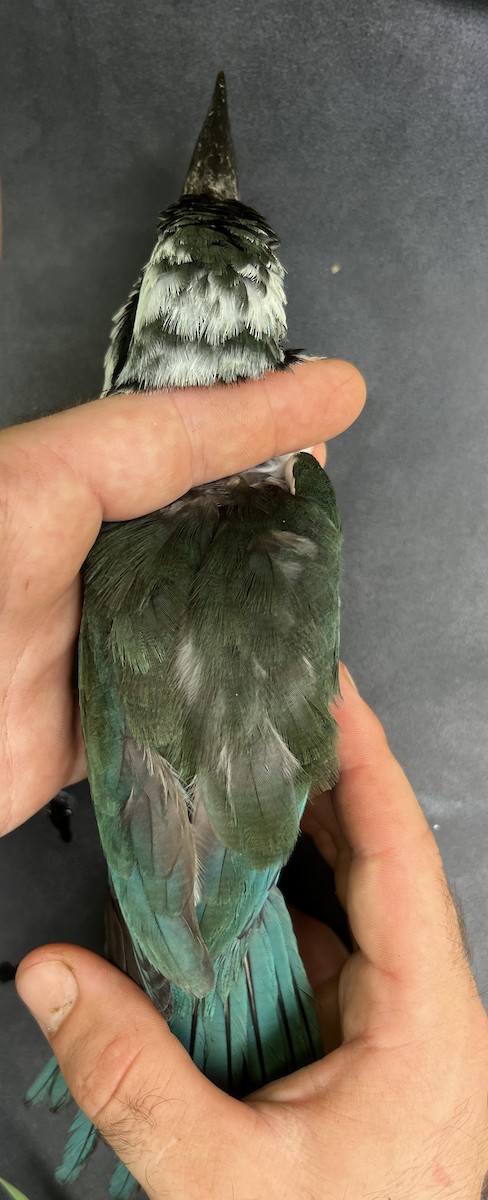 Mariana Kingfisher - ML644687919