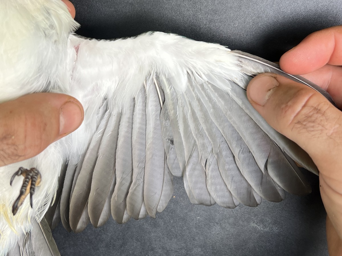 Mariana Kingfisher - ML644687920