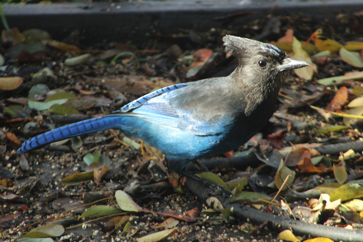 Steller Kargası - ML644687921