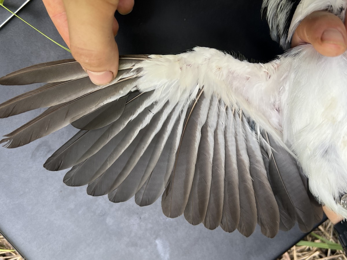 Mariana Kingfisher - ML644687922