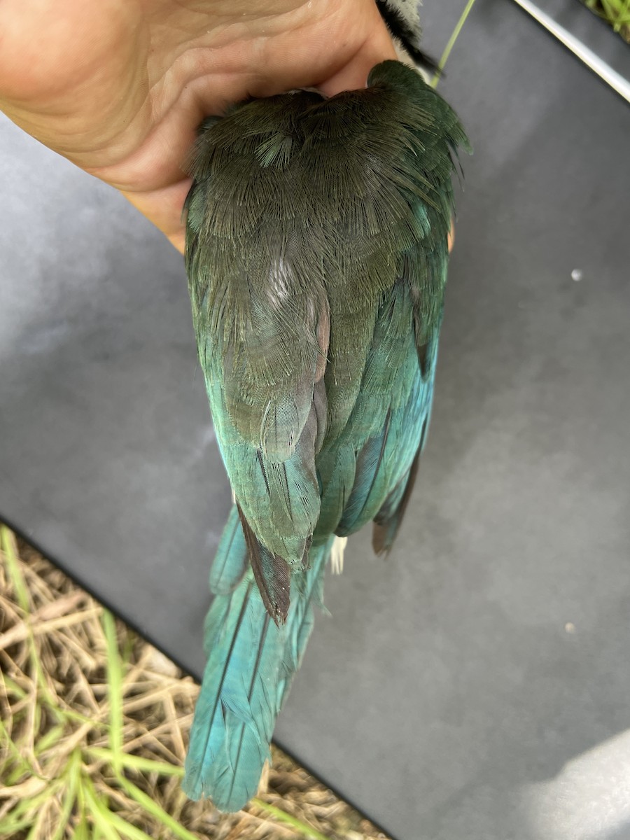 Mariana Kingfisher - ML644687923