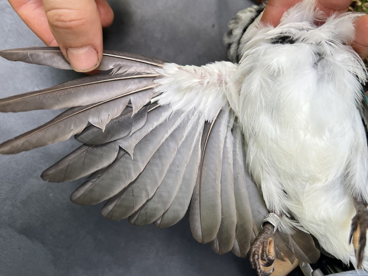 Mariana Kingfisher - ML644687924