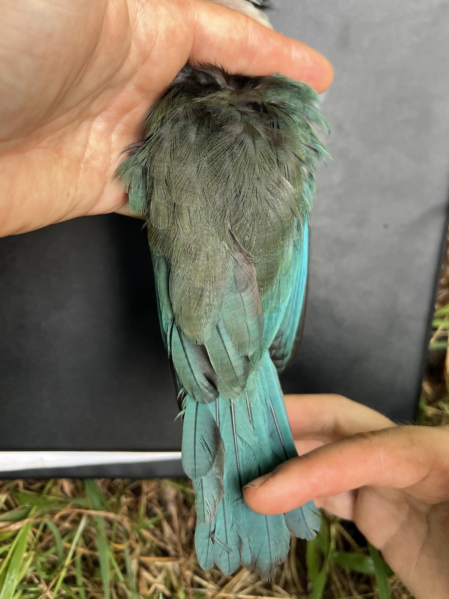 Mariana Kingfisher - ML644687925