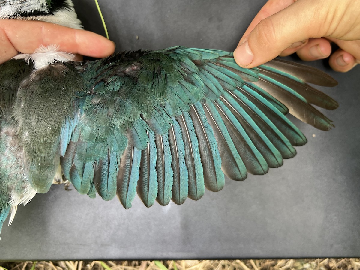 Mariana Kingfisher - ML644687926