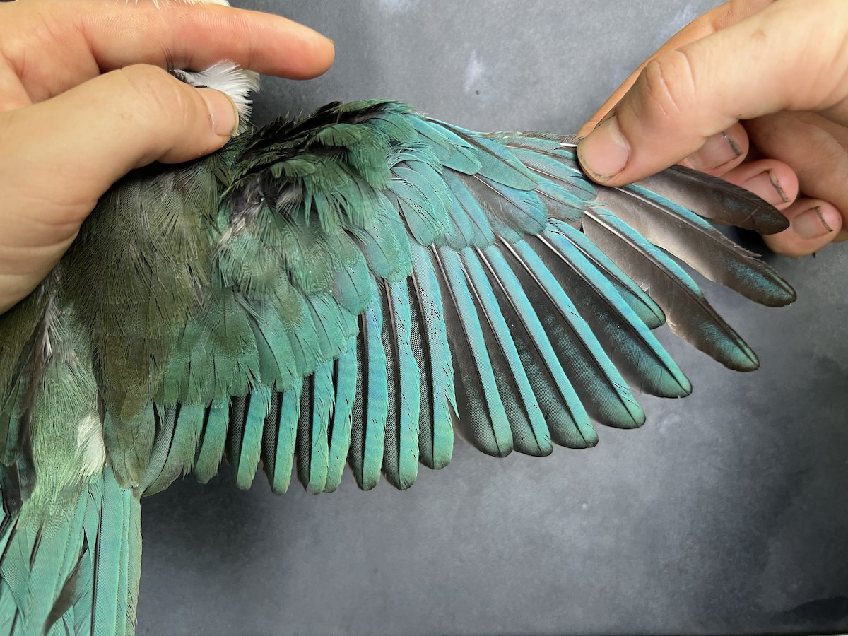 Mariana Kingfisher - ML644687927