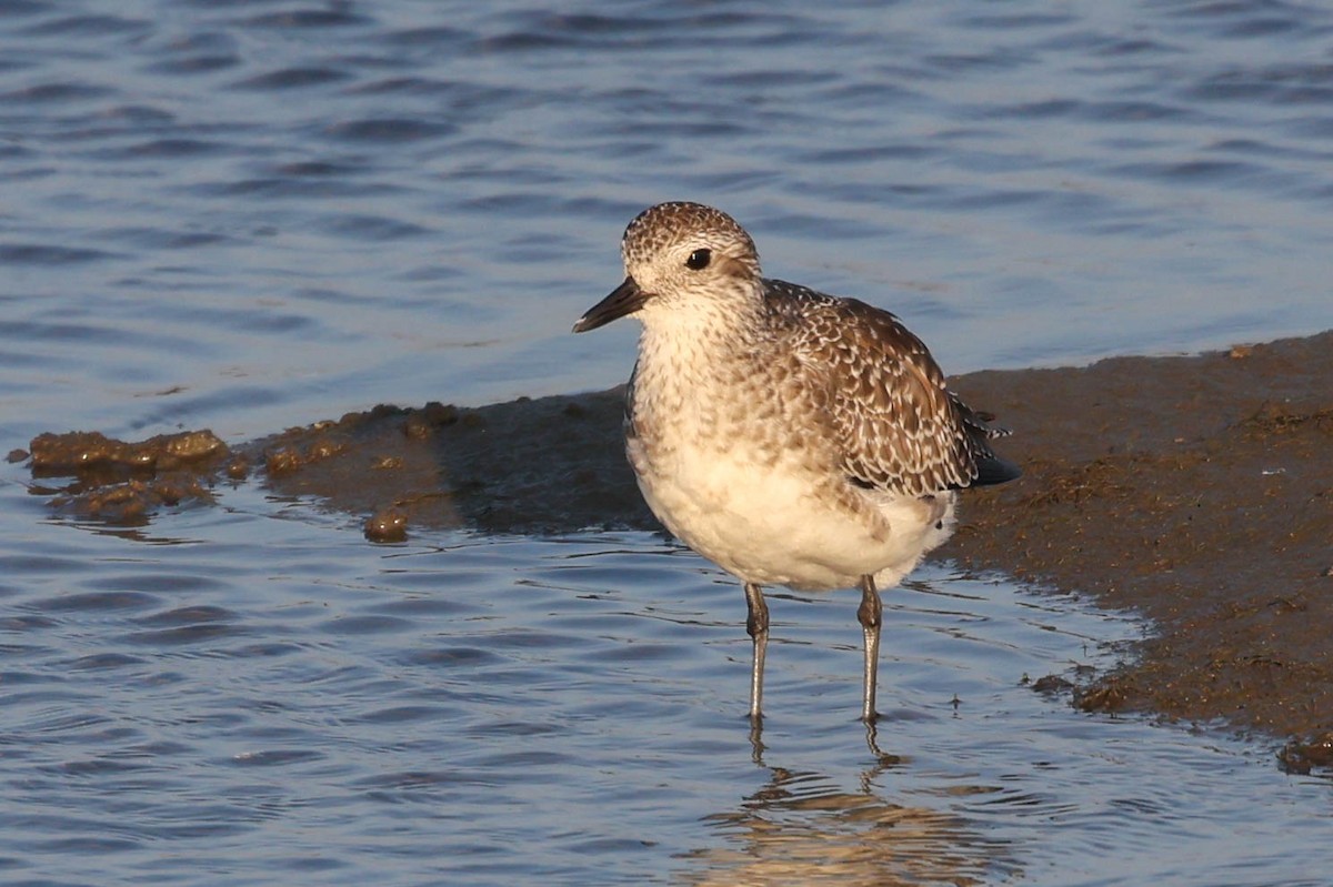 Black-bellied Plover - ML644687930