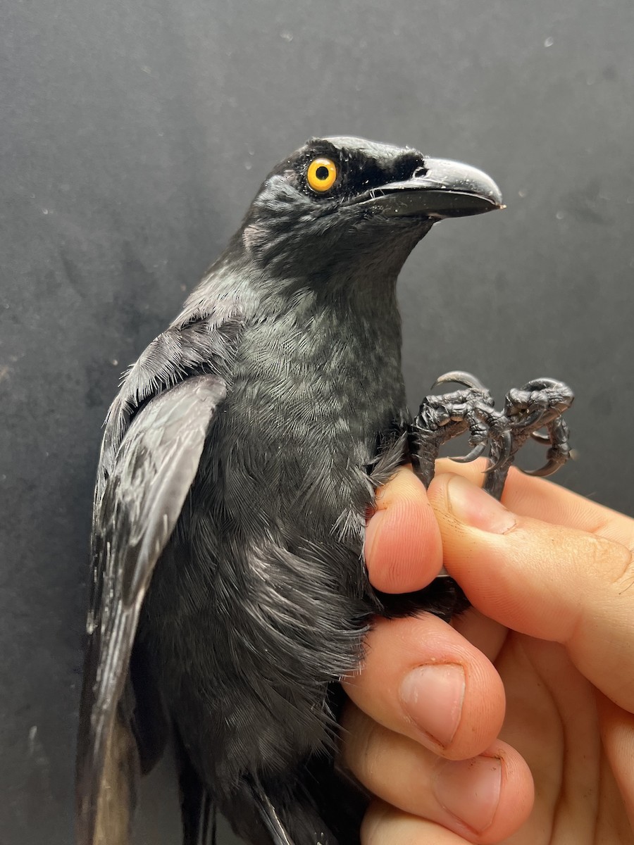 Micronesian Starling - ML644687931