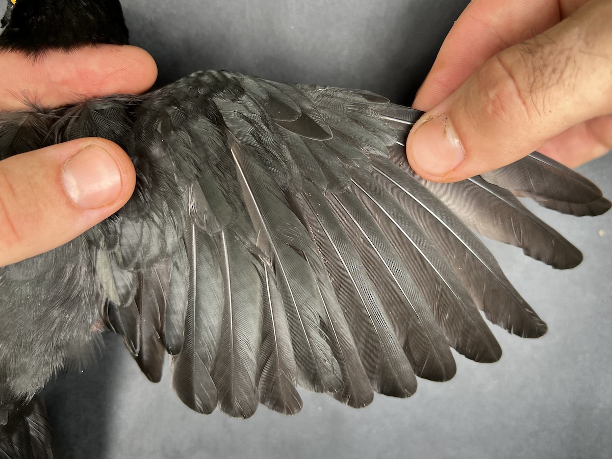 Micronesian Starling - ML644687933