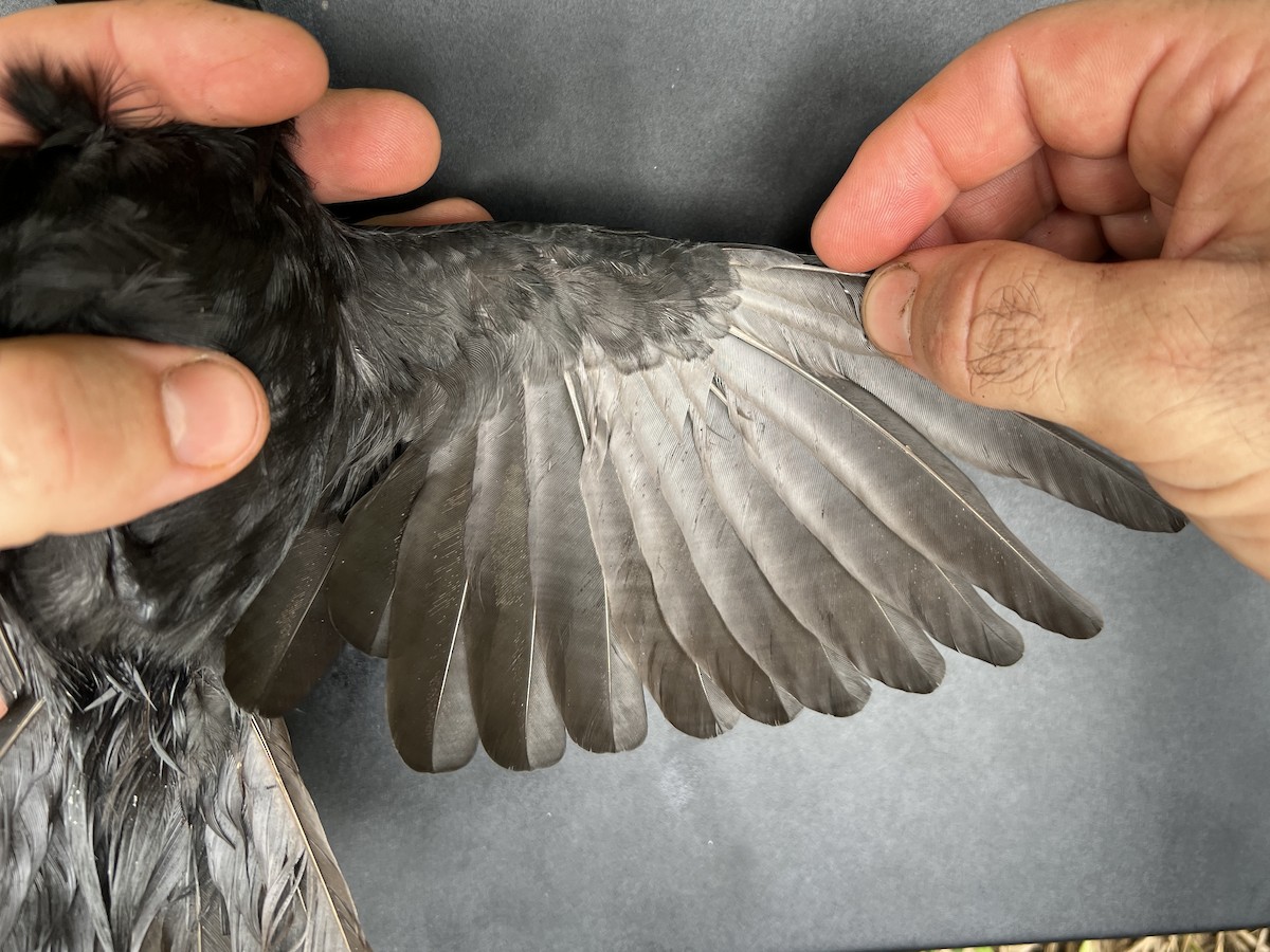 Micronesian Starling - ML644687934