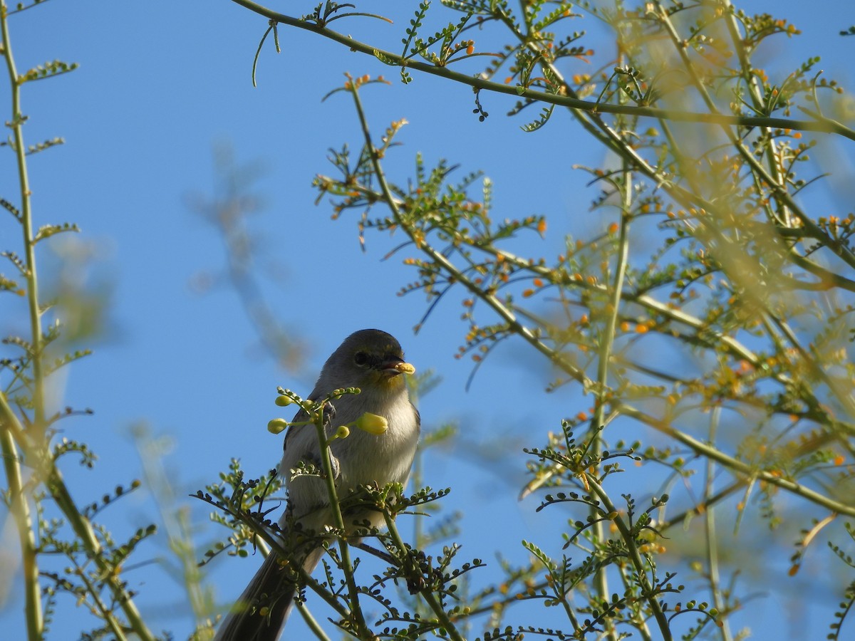 Verdin - ML644687935