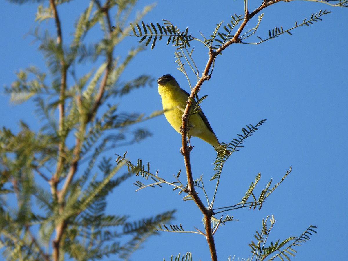 Lesser Goldfinch - ML644687936