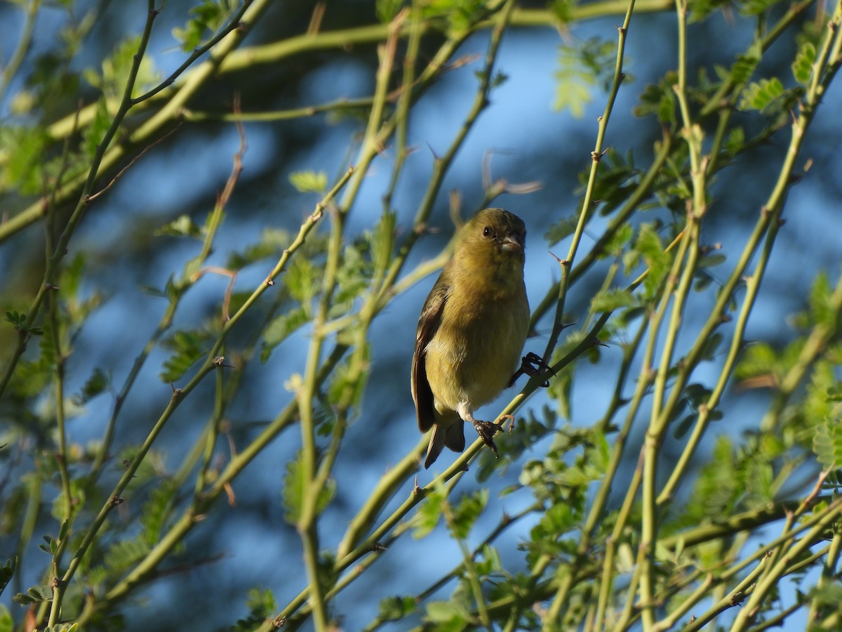 Lesser Goldfinch - ML644687937