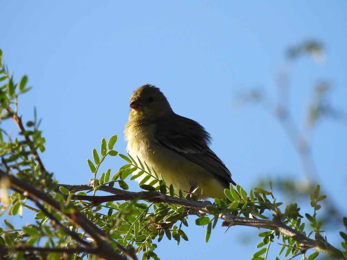 Lesser Goldfinch - ML644687938
