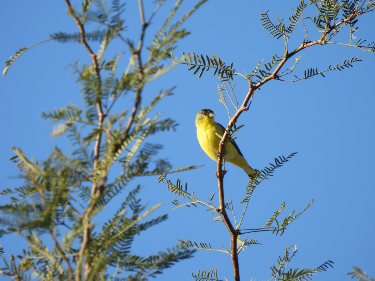 Lesser Goldfinch - ML644687939