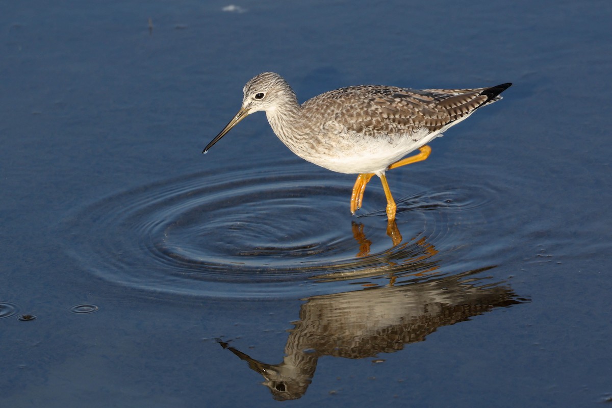 Greater Yellowlegs - ML644687952