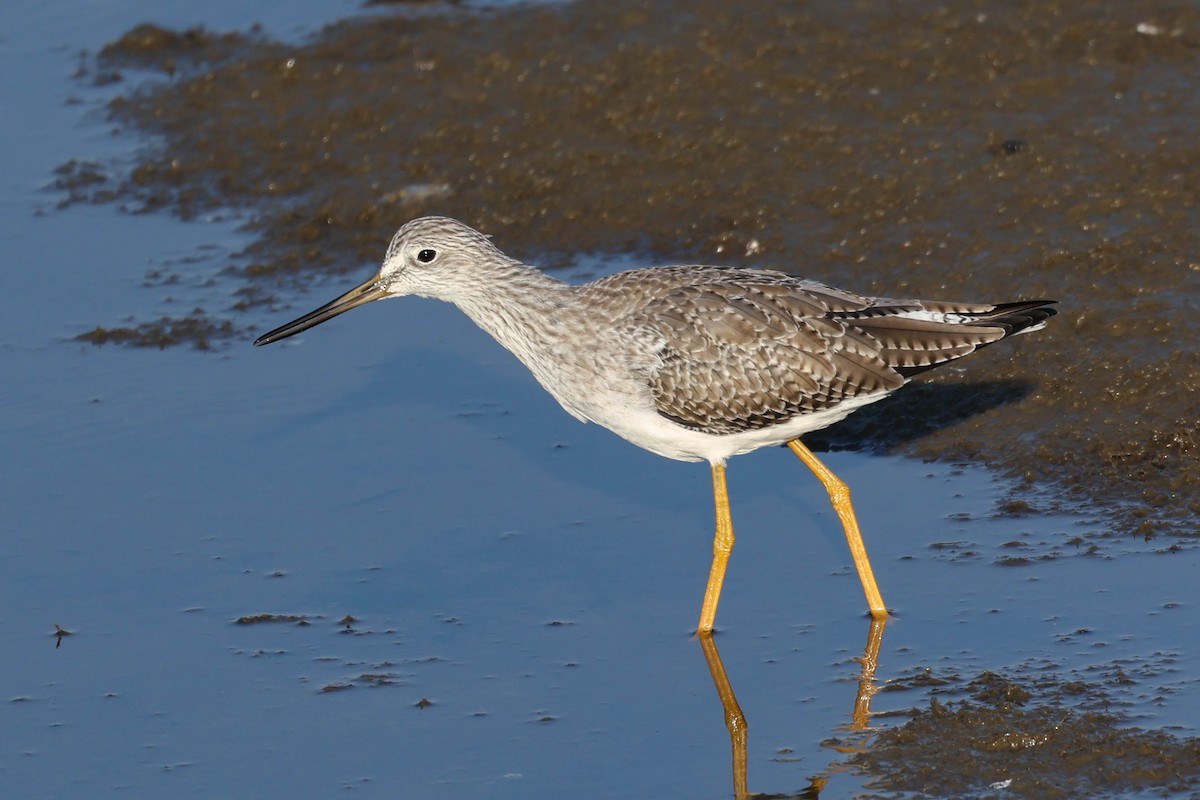 Greater Yellowlegs - ML644687954