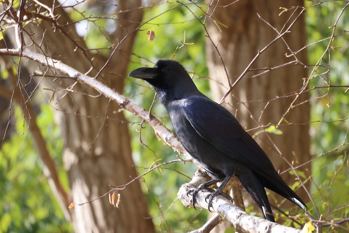 Large-billed Crow - ML644687957