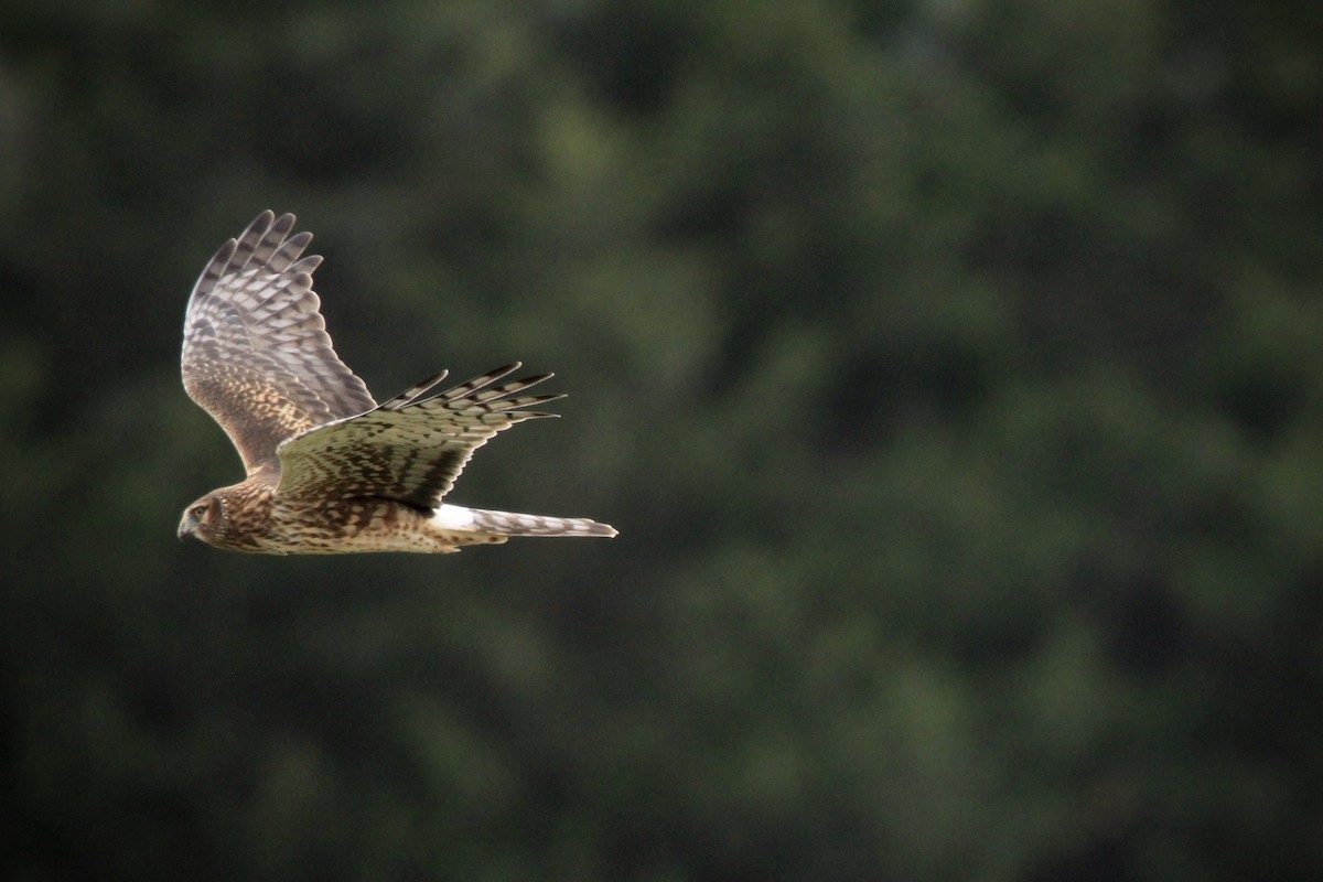 moták severoamerický - ML644687962