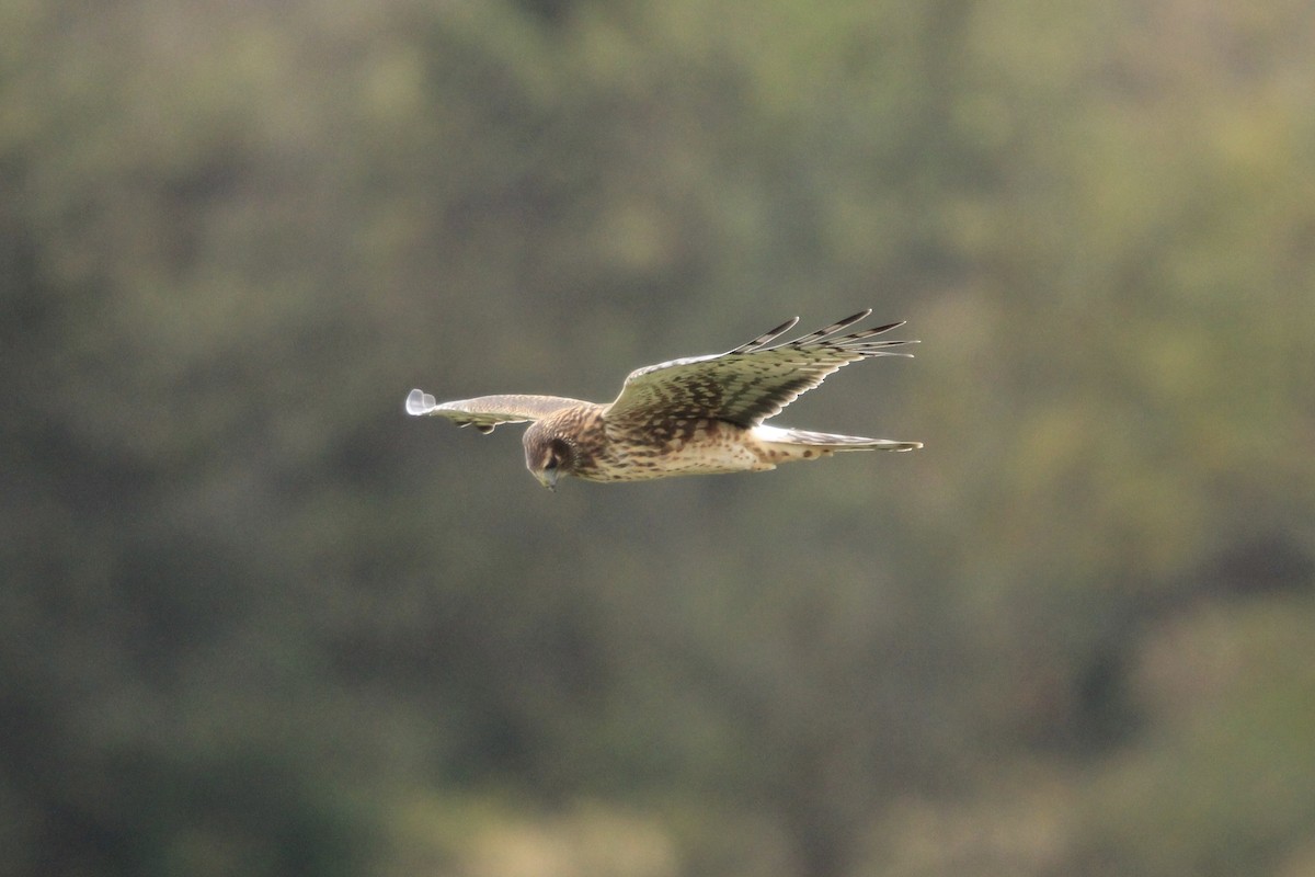 moták severoamerický - ML644687963