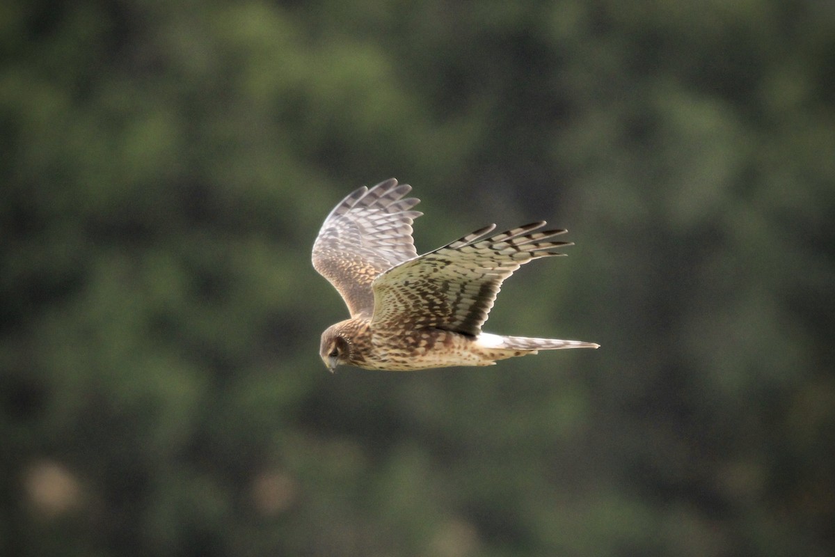 moták severoamerický - ML644687965