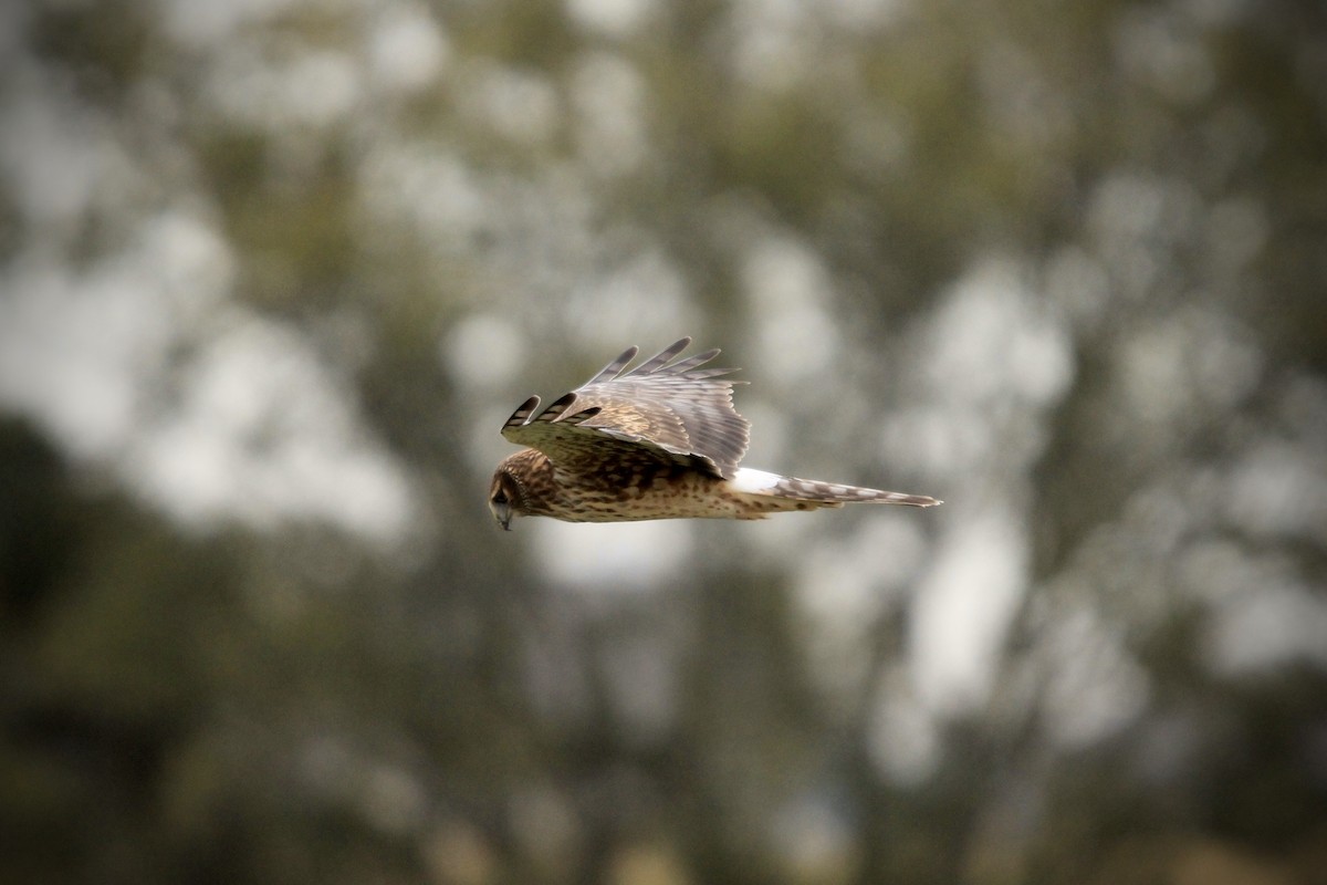 moták severoamerický - ML644687966