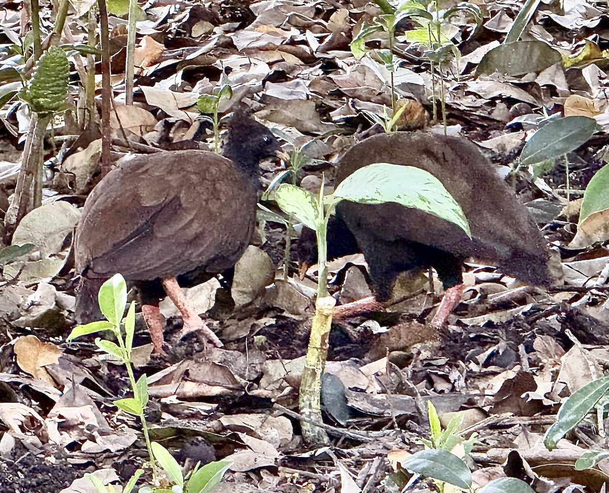 Mégapode de Reinwardt - ML644687969