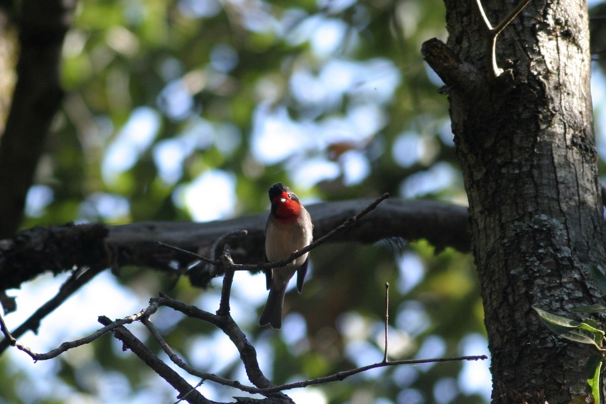 Red-faced Warbler - ML644687978