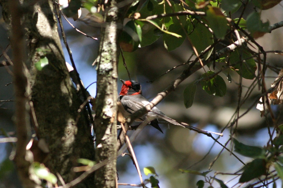 Red-faced Warbler - ML644687979