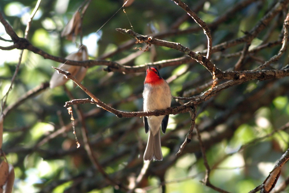 Red-faced Warbler - ML644687980