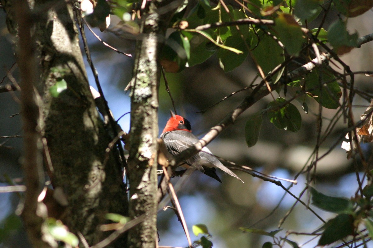 Red-faced Warbler - ML644687981