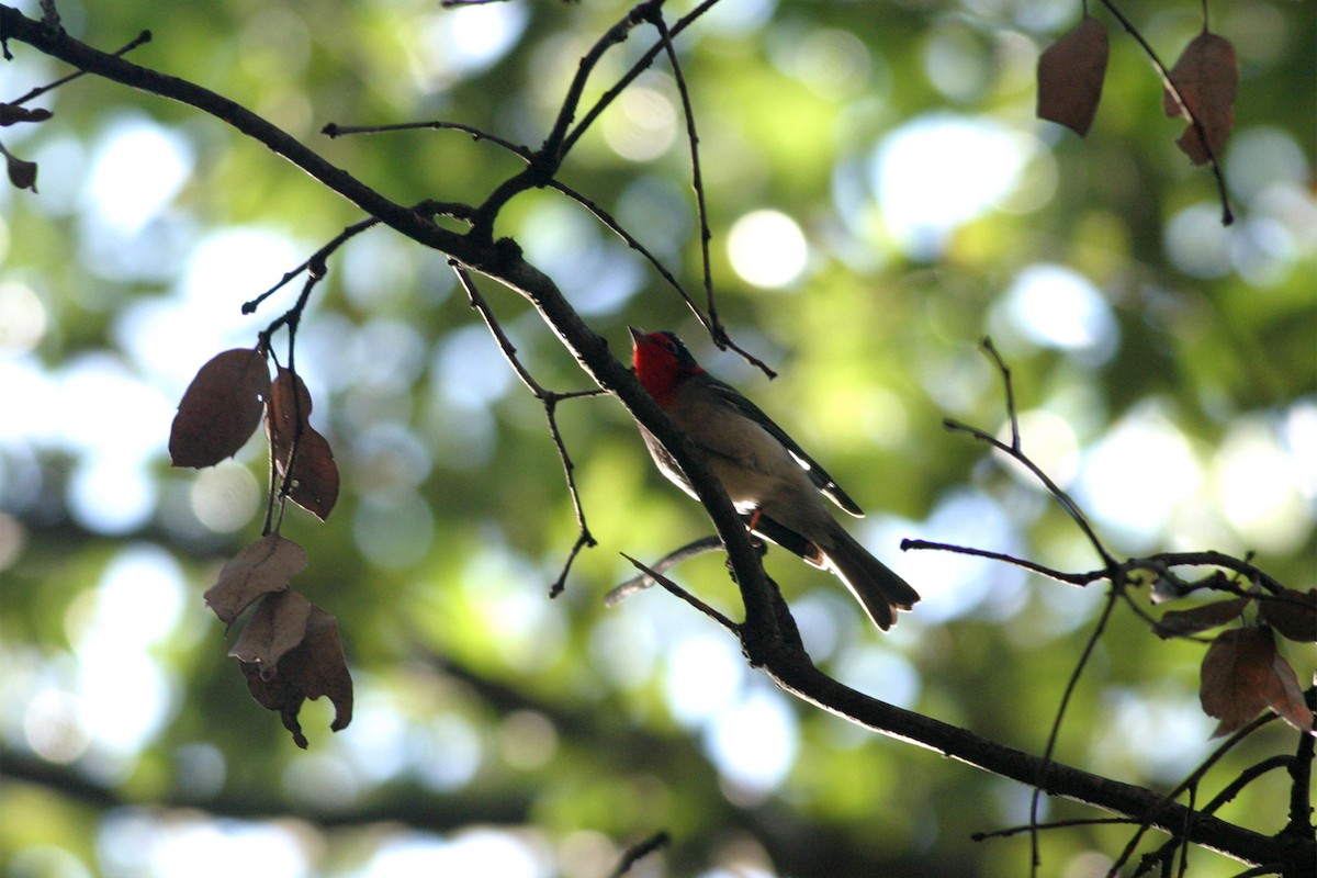 Red-faced Warbler - ML644687982