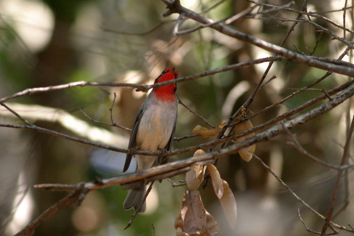 Red-faced Warbler - ML644687983