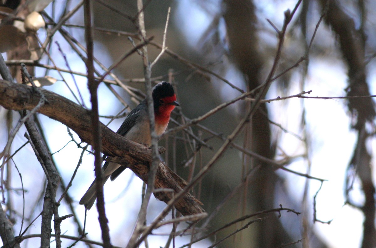 Red-faced Warbler - ML644687984