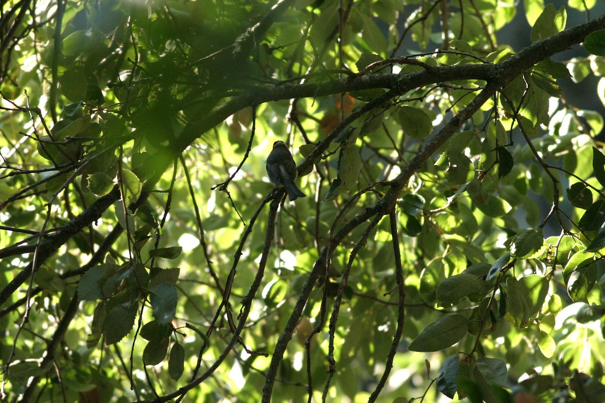 Red-faced Warbler - ML644687985