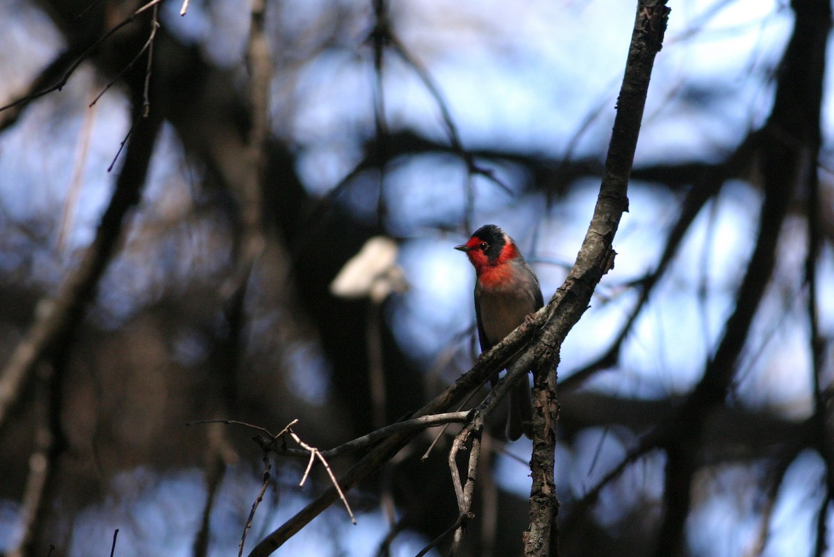 Red-faced Warbler - ML644687986