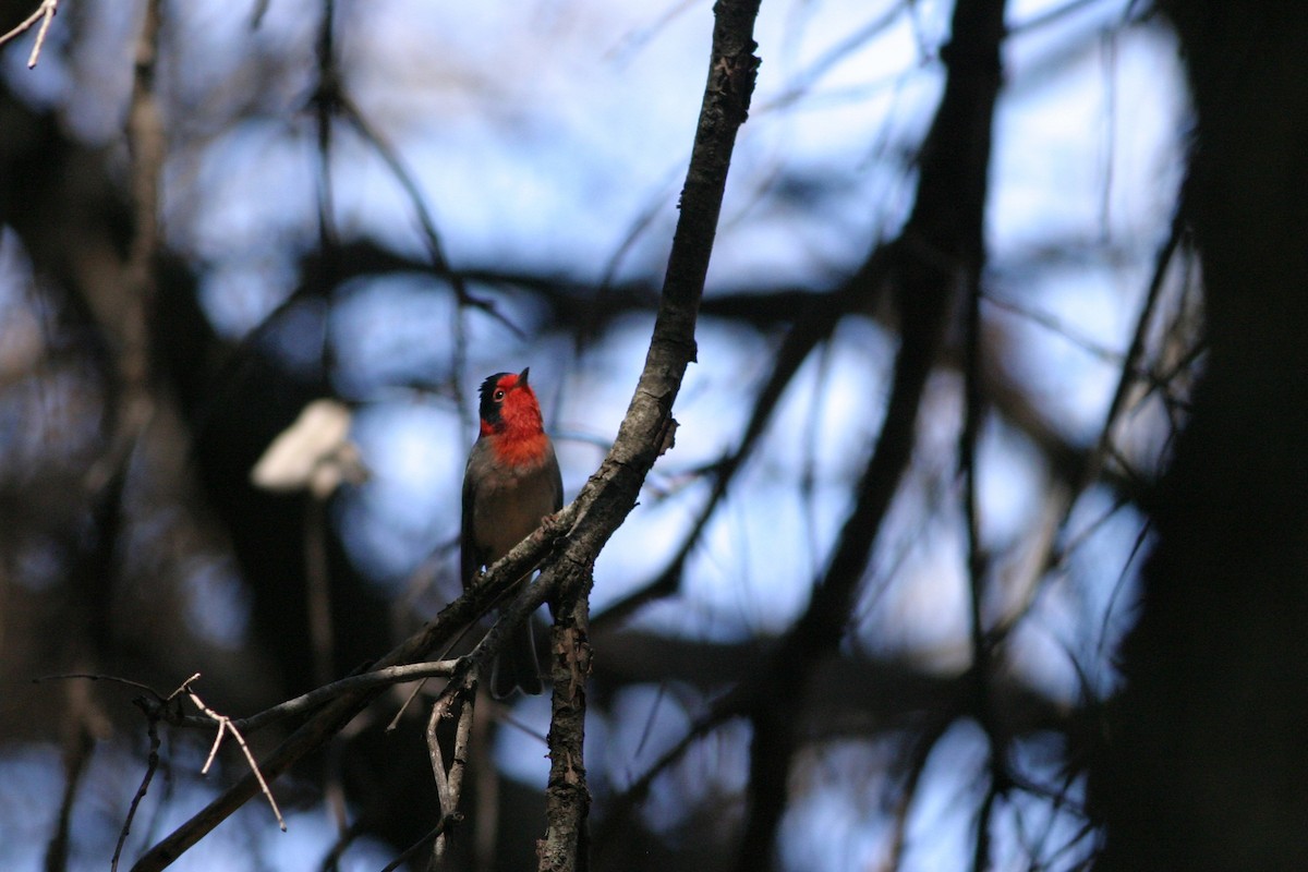 Red-faced Warbler - ML644687987