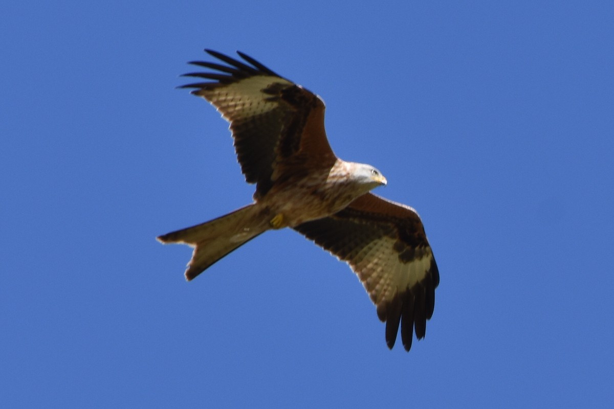 Red Kite - ML644688015