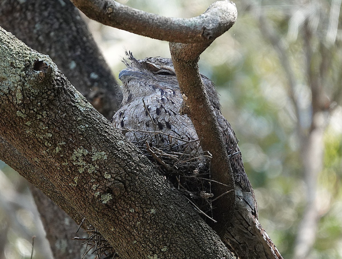 Avustralya Kocaağzı - ML644688016