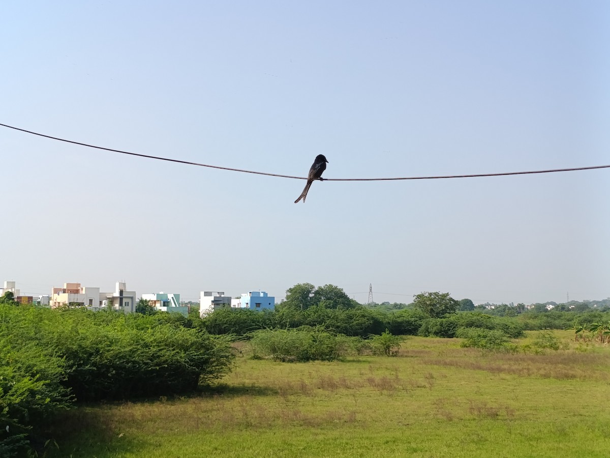 Black Drongo - ML644688020