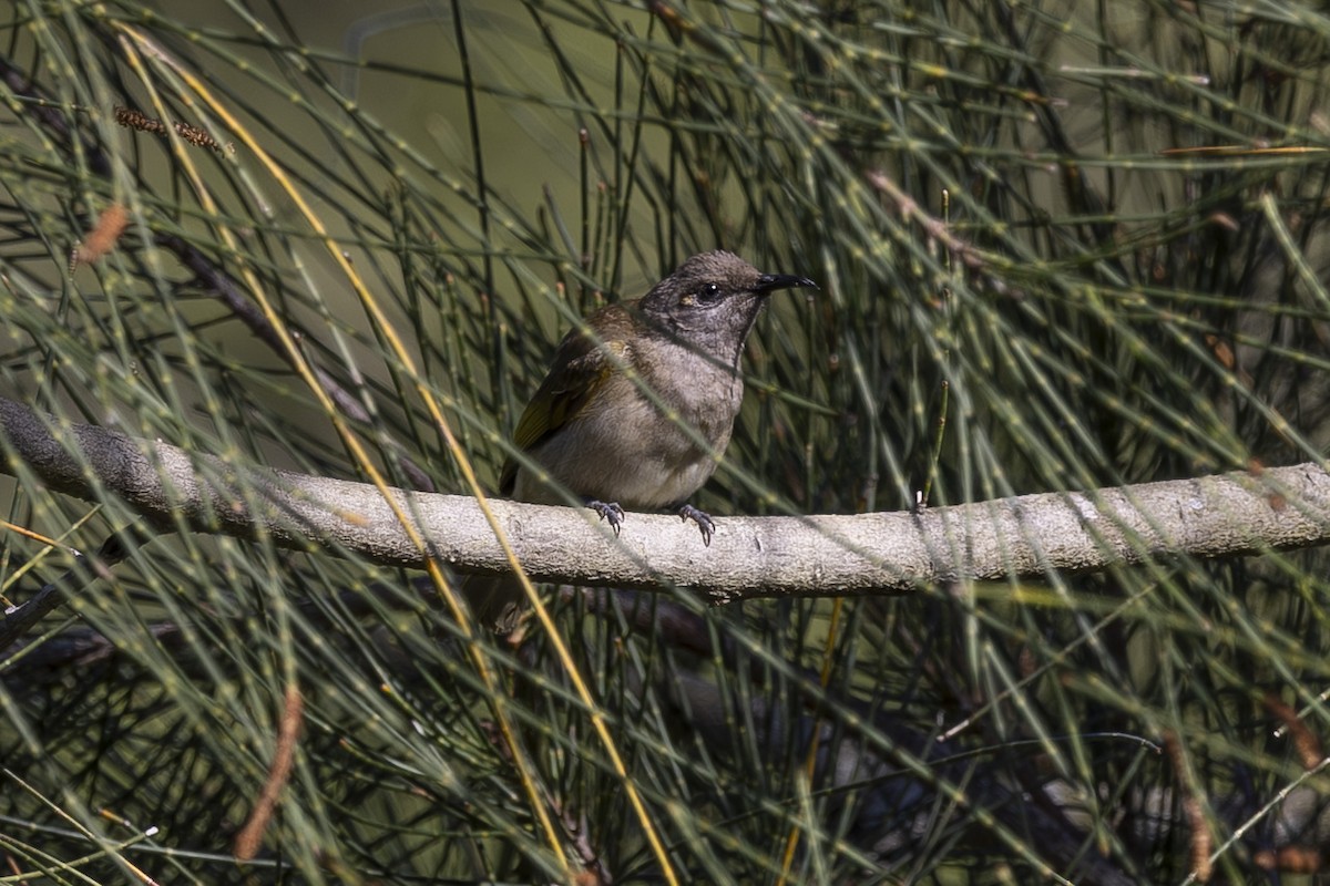 Brown Honeyeater - ML644688023