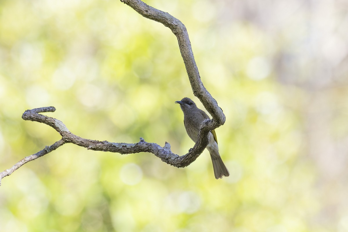 Brown Honeyeater - ML644688024