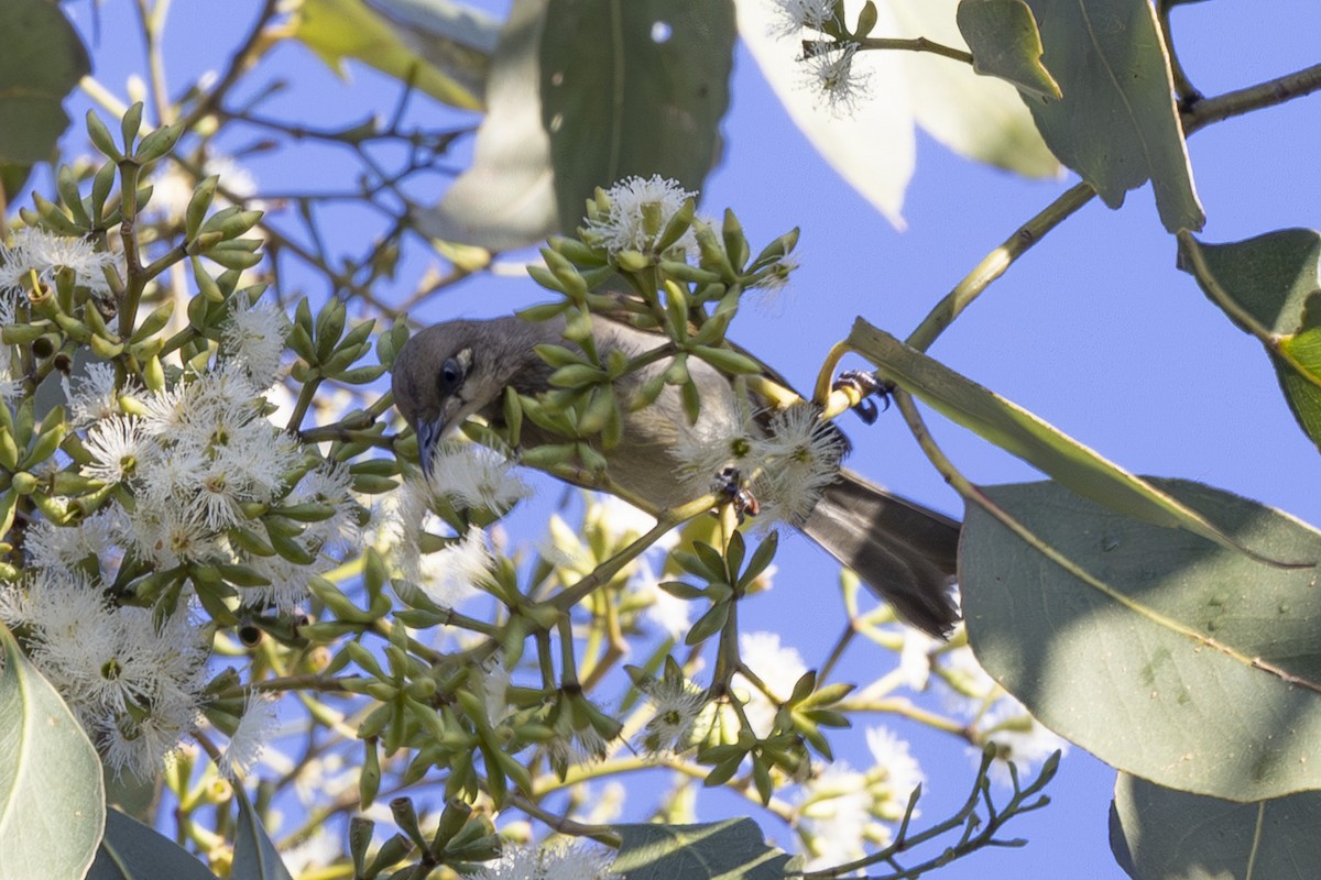 Brown Honeyeater - ML644688025