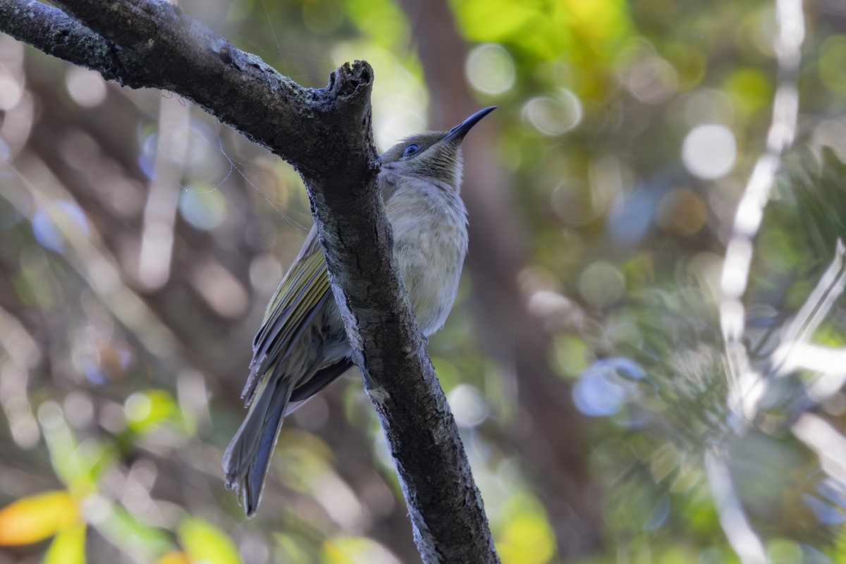 Brown Honeyeater - ML644688027